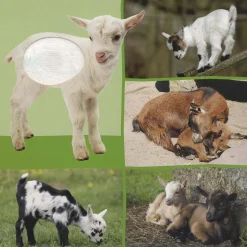 Kinderboeken*Boeken Welk dier hoor ik hier? – Babydieren Multi